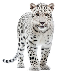 Obraz premium PNG Leopard wildlife cheetah animal.