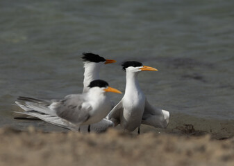 Lesser Crested Terns at Busaiteen coast of Bahrain