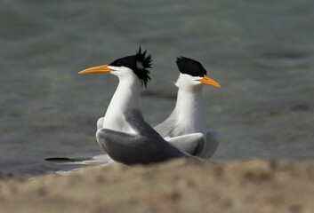 Lesser Crested Tern perched on the ground at Busaiteen coast, Bahrain
