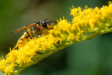 Bienenwolf auf der Goldrute