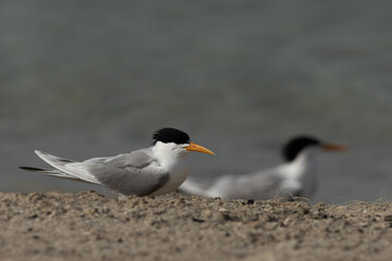 Obraz premium Lesser Crested Tern perched on the ground at Busaiteen coast, Bahrain