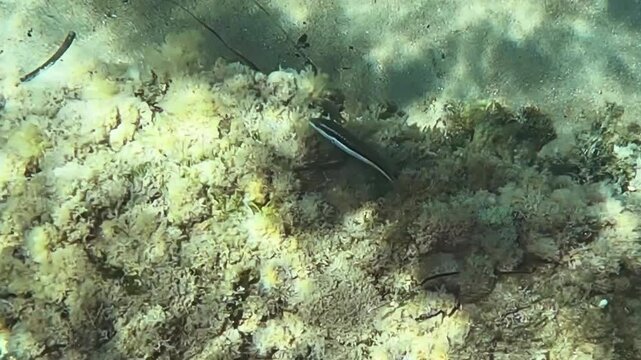 Fish (coris julis) moving underwater