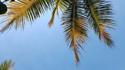 A palm tree with its leaves spread out in the sky