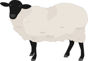 一匹のサフォーク種の羊の全身イラスト