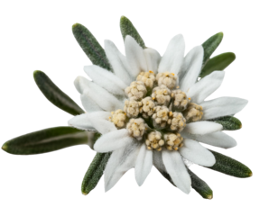 Blume Edelweiß, isoliert auf weißen Hintergrund, Freisteller, Transparent 