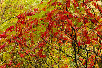 Sumac changing colors in late September within the Pike Lake Unit, Kettle Moraine State Forest, Hartford, Wisconsin