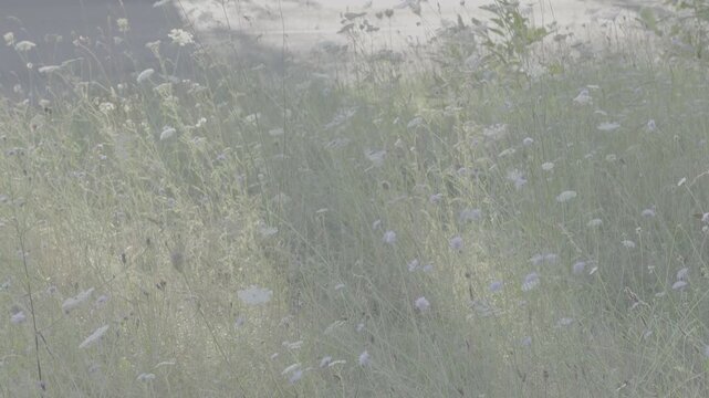 Fleurs dans champs en log