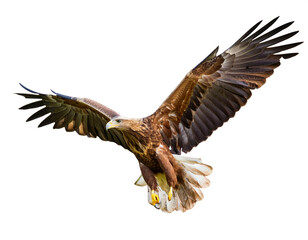 Obraz premium fliegender Adler, isoliert auf weißen Hintergrund, Freisteller, Transparent 
