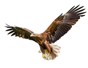 fliegender Adler, isoliert auf weißen Hintergrund, Freisteller, Transparent 