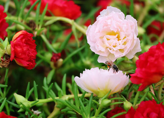 Portulaca grandiflora has red, light pink flowers and buds with bees clinging to the petals. in the sunlight

