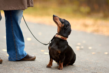 Miniature Dachshund Obediently Sitting on Autumn Road with Owner in Blue Jeans and Brown Shoes