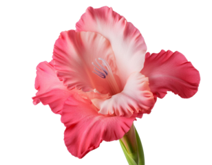 Gladiolen, isoliert auf weißen Hintergrund, Freisteller, Transparent