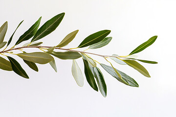 Obraz premium Olive tree branch with leaves isolated on a white background