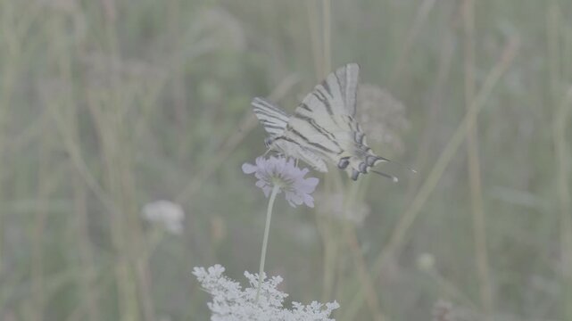 Papillon et fleurs en log
