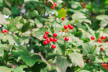 Obraz premium A cluster of red berries on a tree branch