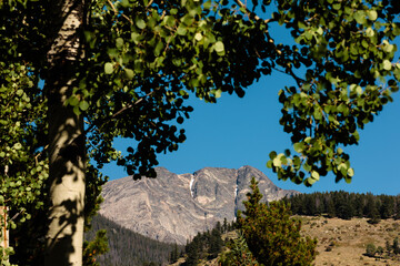 A quaking aspen frames Ypsilon Mountain in the distance, within Rocky Mountain National Park,...