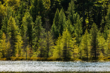 Shoreline tamaracks in mid-September near Boulder Junction, Wisconsin