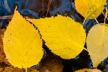 Autumn colored birch leaves are floating peacefully in the side calm waters of Spearfish Creek,...
