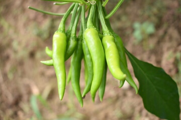 bunch of green chilies on plant, Chili pepper fruit on plant in organic garden agriculture farm, Chilies grow in farm, Green chili plants with leaves, fresh green pepper, green Chili Closeup