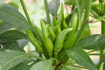 Obraz premium bunch of green chilies on plant, Chili pepper fruit on plant in organic garden agriculture farm, Chilies grow in farm, Green chili plants with leaves, fresh green pepper, green Chili Closeup