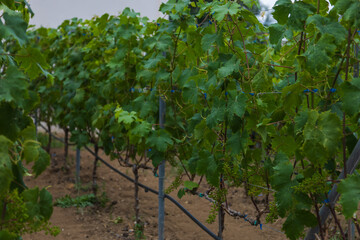 Beautiful colorful flower in the gardens on the island of Thassos Greece