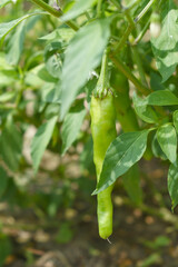 fresh green chili on plant closeup, chili plants in organic farming, Chilies closeup in field, Green chili plant in a farmer's field, Ripe green chili on a plant in Chakwal, Punjab, Pakistan