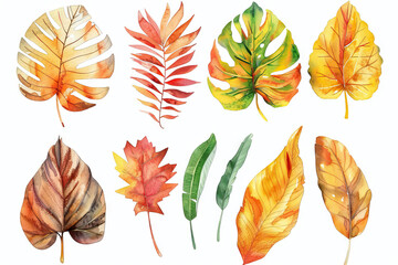 Obraz premium Assortment of vibrant autumn leaves in various shapes and colors, isolated on white, perfect for seasonal designs