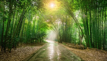 tranquil forest path covered in green big bamboo, with golden light through the trees during rain fall; dramatic photo of mystical woods