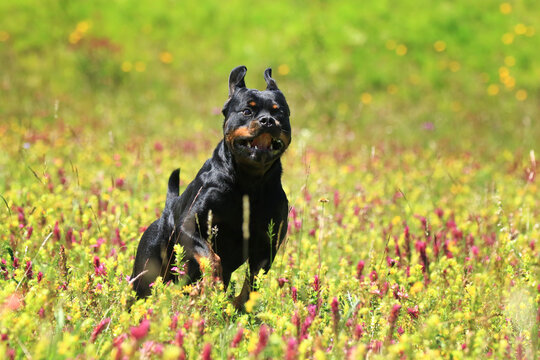 Rennender Rottweiler Hund in Blumenwiese