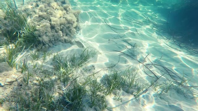 Ringed bream moving in slow motion underwater