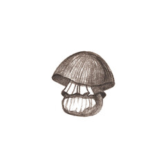 Graphic illustration with mushroom on white background