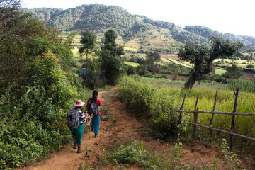 Obraz premium TREK FROM KALAW TO INLE LAKE, MYANMAR (BURMA) - NOVEMBER 7-9, 2016: Tourists walk 3 days from Kalaw to Inle Lake seeing the landscapes of Myanmar.