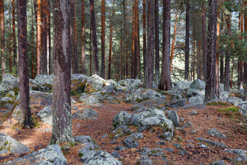 forest in autumn, white moss
