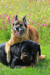 Hunde Freundschaft - Harzer Fuchs mit Rottweiler