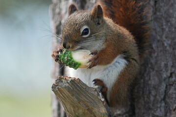 Squirrel having a light snack