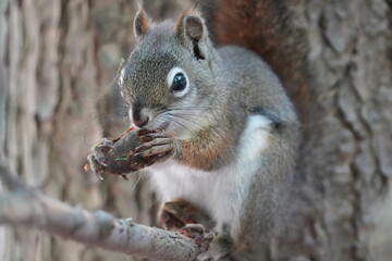 Squirrel having a light snack