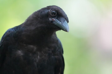 An expressive crow