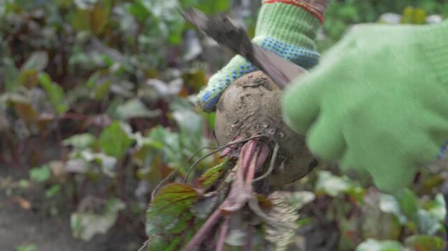 The farmer, wearing gloves, gently cleans freshly harvested purple beet with knife to reveal its natural beauty. The beet's halm tops cuts, during harvest time. Beet haulm cutting process