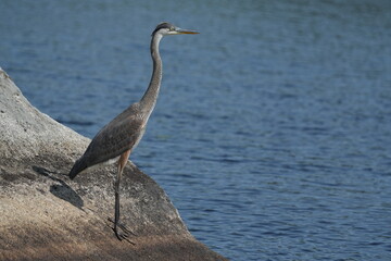 great blue heron