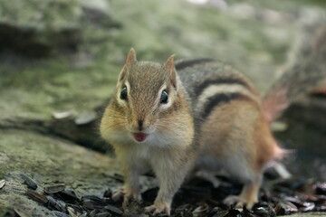 chipmunk with a full mouth