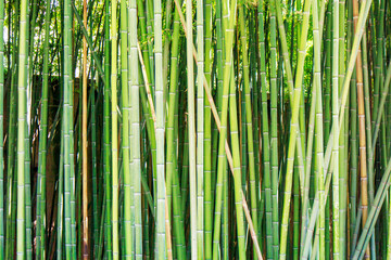 Fototapeta premium close up of bamboo