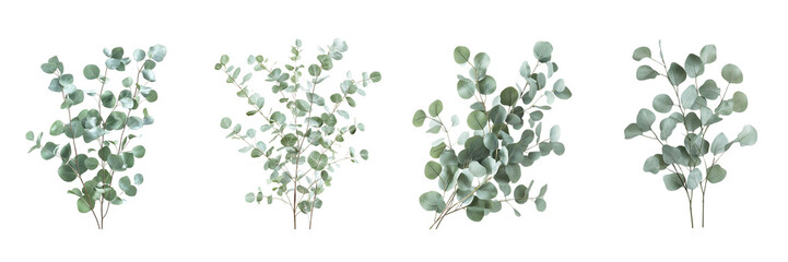 Eucalyptus Branches isolated on transparent png background