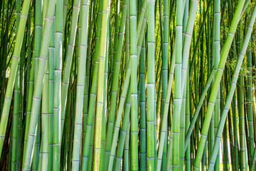 Fototapeta premium bamboo forest background