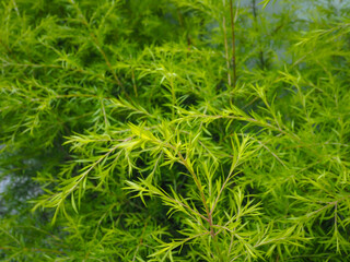 Green bushes in the garden close up soft focus for relaxing nature background