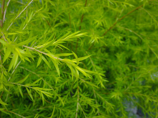 Green bushes in the garden close up soft focus for relaxing nature background