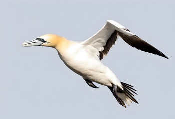 Obraz premium A view of a Gannet in flight