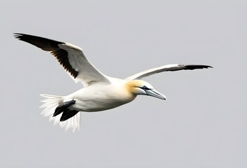 Fototapeta premium A view of a Gannet in flight