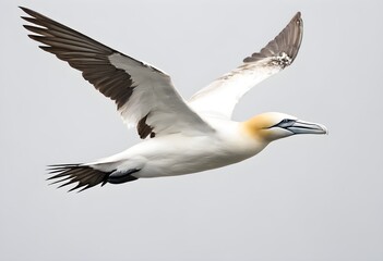 Fototapeta premium A view of a Gannet in flight