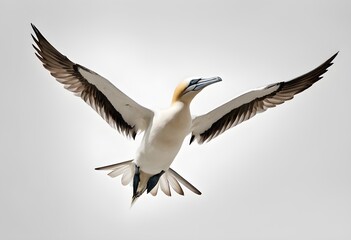 A Gannet in flight