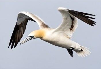 A view of a Gannet in flight